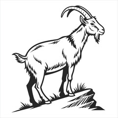 black and white goat