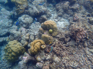 coral reef on the maldives