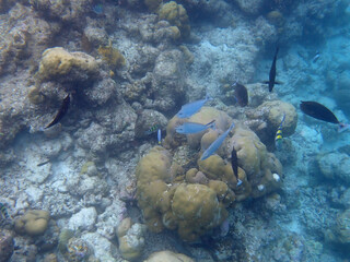 coral reef on the maldives