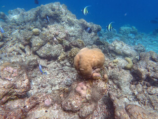 coral reef on the maldives