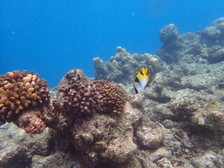 coral reef on the maldives
