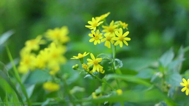 Yellow wild flower (Packera anonyma) in nature in spring time. Close up. 