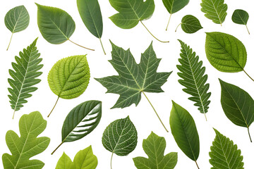 Variety of Green Leaves Flat Lay