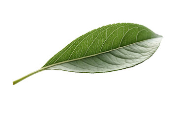 Obraz premium Close-Up of a Fresh Green Leaf