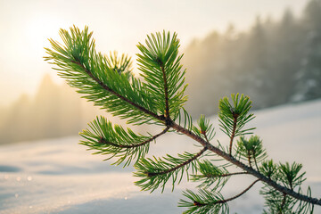 Obraz premium Close-Up of Pine Branch in Snow