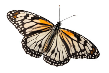 Fototapeta premium Elegant Monarch Butterfly Close-Up
