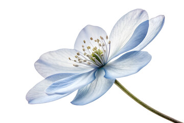 Elegant Blue Wildflower Close-Up