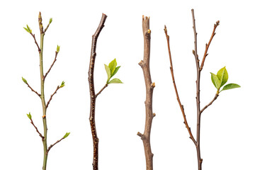 Fototapeta premium Tree Branches with New Leaves