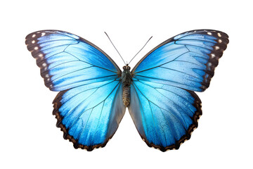 Fototapeta premium Vivid Blue Butterfly Close-up