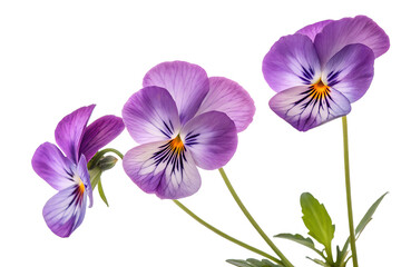 Fototapeta premium Beautiful Violet Pansies Flower Close-Up