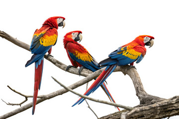 Fototapeta premium Colorful Macaws on Tree Branch