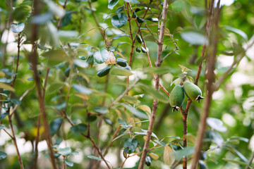 Feijoa fruits ripen on a tree in the garden