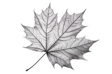 Decorative Skeleton Leaf Art