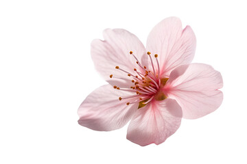 Close-up of Soft Pink Flower