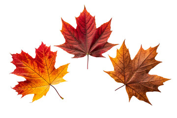 Colorful Autumn Maple Leaves