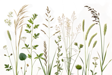 Abstract Botanical Collage