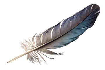 Fototapeta premium Colorful Bird Feather Close-Up