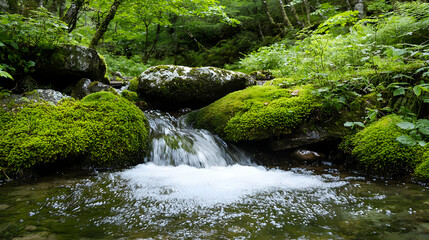 Forest Stream With Mossy Rocks