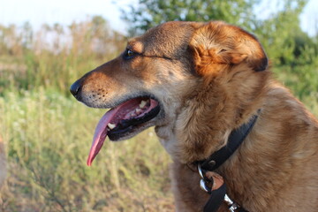 Dog enjoying a sunny day outdoors with greenery in the background at a local park on a warm afternoon