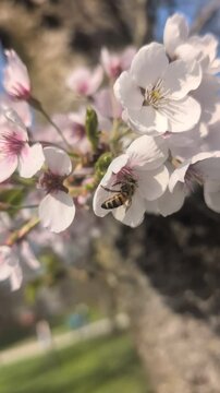 Macro Close-Up of a Bee Pollinating a Cherry Flower in Stunning Details Spring Concept 
