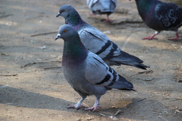 Pigeons forage on a dirt path surrounded by scattered leaves and grass in a city park during a sunny afternoon