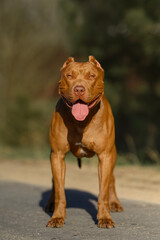 dog staffordshire terrier pitbull in nature sitting on the road