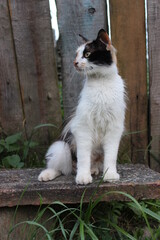 Cat sitting on a wooden surface in a natural setting surrounded by grass and wooden fence during daylight hours