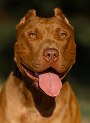 close-up portrait of a Staffordshire Terrier pitbull dog in nature sitting on the road