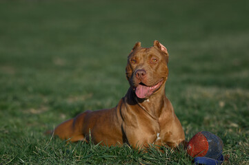 dog staffordshire terrier pitbull outdoors