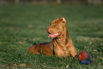dog staffordshire terrier pitbull outdoors