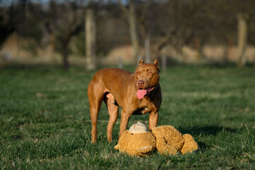 dog staffordshire terrier pitbull outdoors