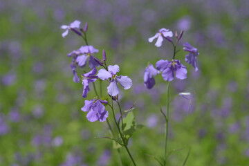 オオアラセイトウ　花模様