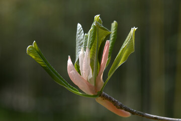 ヤハズホオノキ　モクレンの仲間