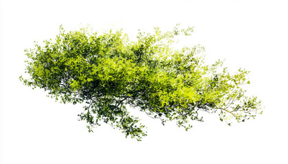 Obraz premium Brushstroke of bush isolated on white background