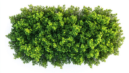 Obraz premium Brushstroke of bush isolated on white background