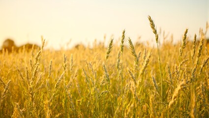 Obraz premium Vibrant late summer oat field under the sun with tall plants swaying in the breeze radiating pastoral beauty