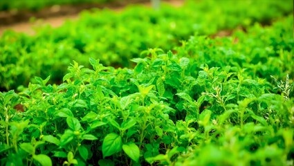 Fototapeta premium Vibrant herb garden with basil mint and rosemary bathed in sunlight High detail image showcases lush green foliage in neat rows