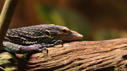 Lizard portrait on a branch in a zoo