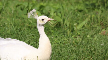 Portrait of a White Peacock in a zoo