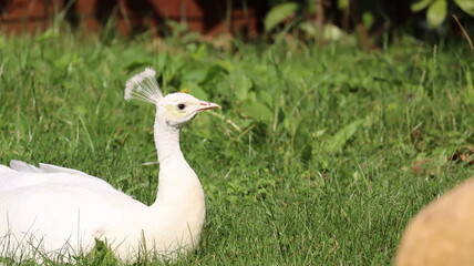 Portrait of a White Peacock in a zoo
