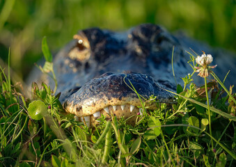 Cutest Alligator Hiding in the Grass Orlando Wetlands Florida