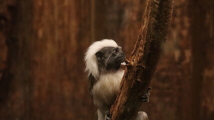 Portrait of a Cotton-top Tamarin in a zoo