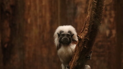 Portrait of a Cotton-top Tamarin in a zoo