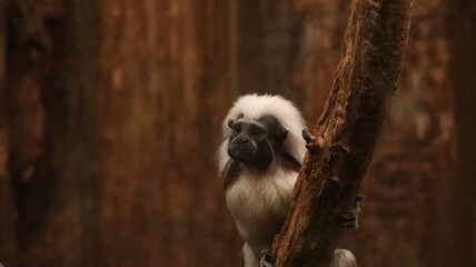 Portrait of a Cotton-top Tamarin in a zoo