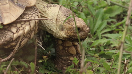 Naklejka premium Giant tortoise portrait in a zoo