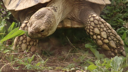 Naklejka premium Giant tortoise portrait in a zoo