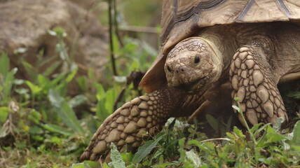 Naklejka premium Giant tortoise portrait in a zoo