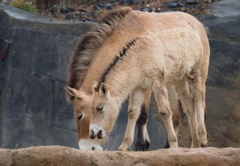 Fototapeta premium Przewalski's horse