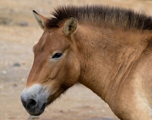 Przewalski's horse