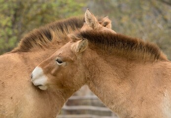 Przewalski's horse